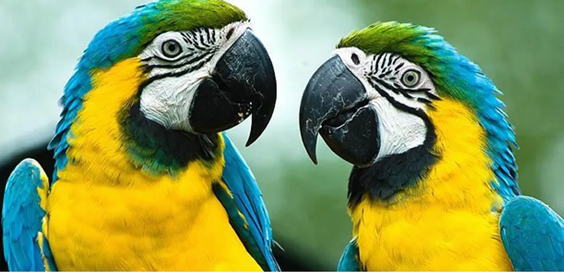 Tropical PARC - St Jacut les pins